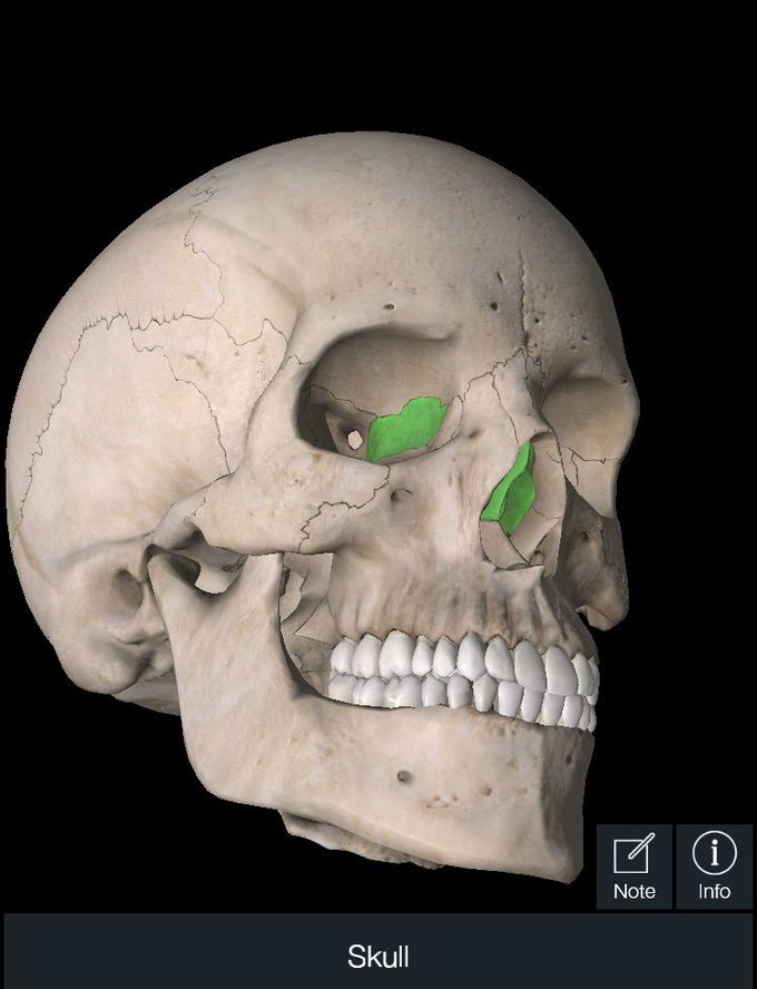 name of this bones?
