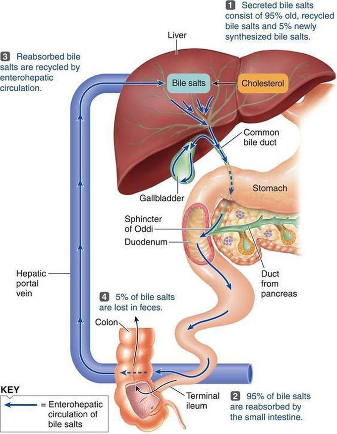 Metabolism