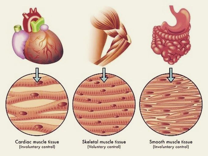 The 3 types of muscle tissue