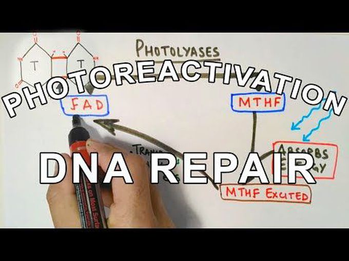 DNA Repair-Photoreactivation
