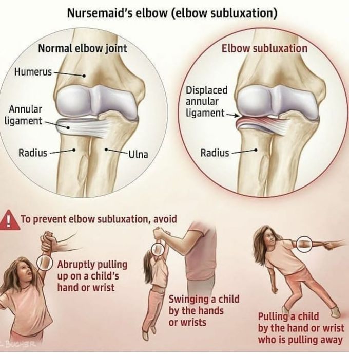 Anatomy