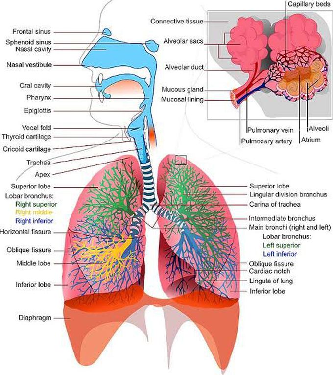 Respiratory system