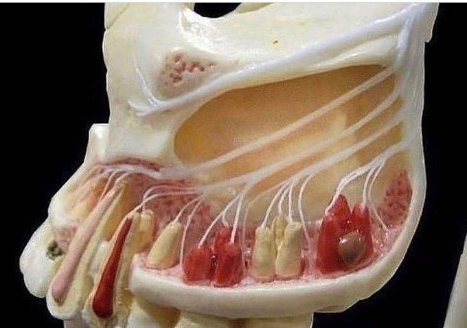 Anatomy of Maxillary Nerves