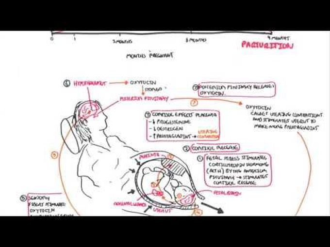 Parturition - hormonal regulation