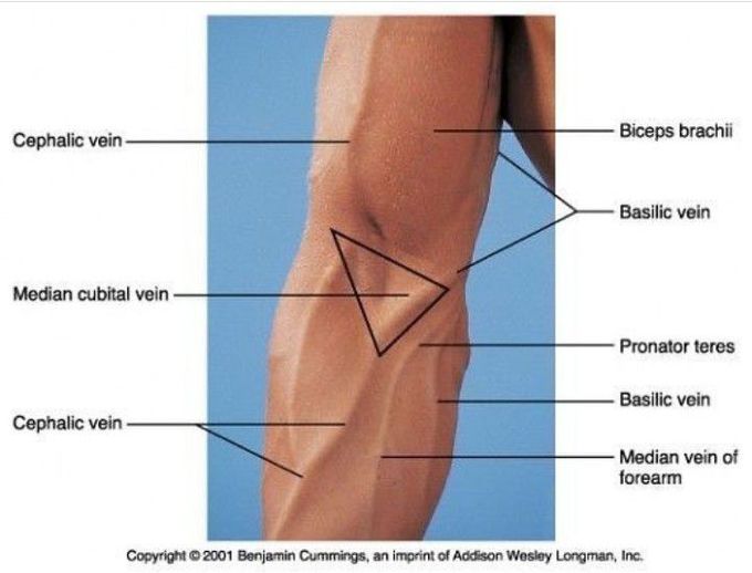 Veins of the arm