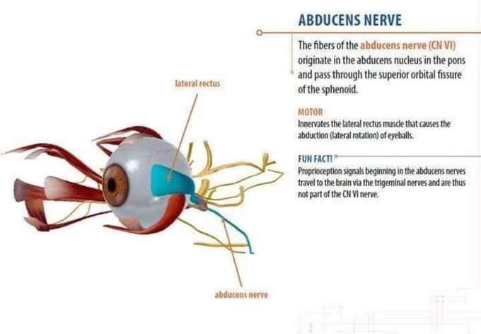 Abducens Nerve