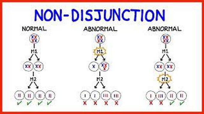 Chromosomal non disjunction