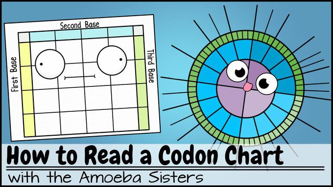Codon Chart- How to Read?