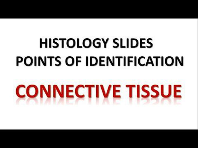 Points of Identification of Connective Tissue Histology