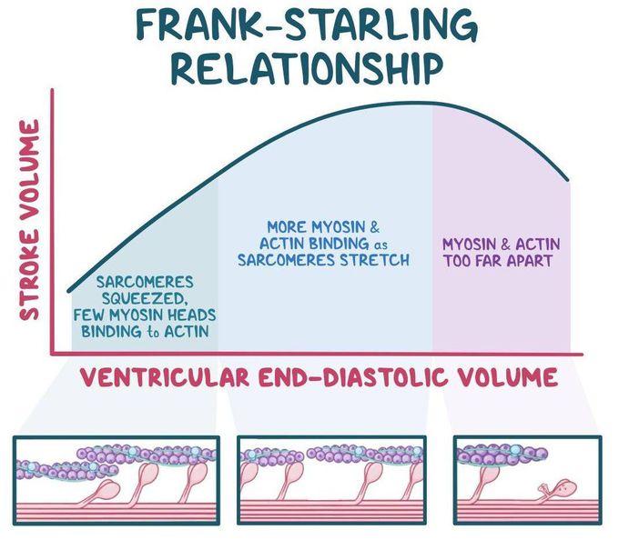 Frank Starling Relationship