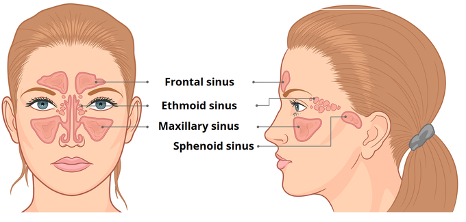 Paranasal Sinuses - MEDizzy