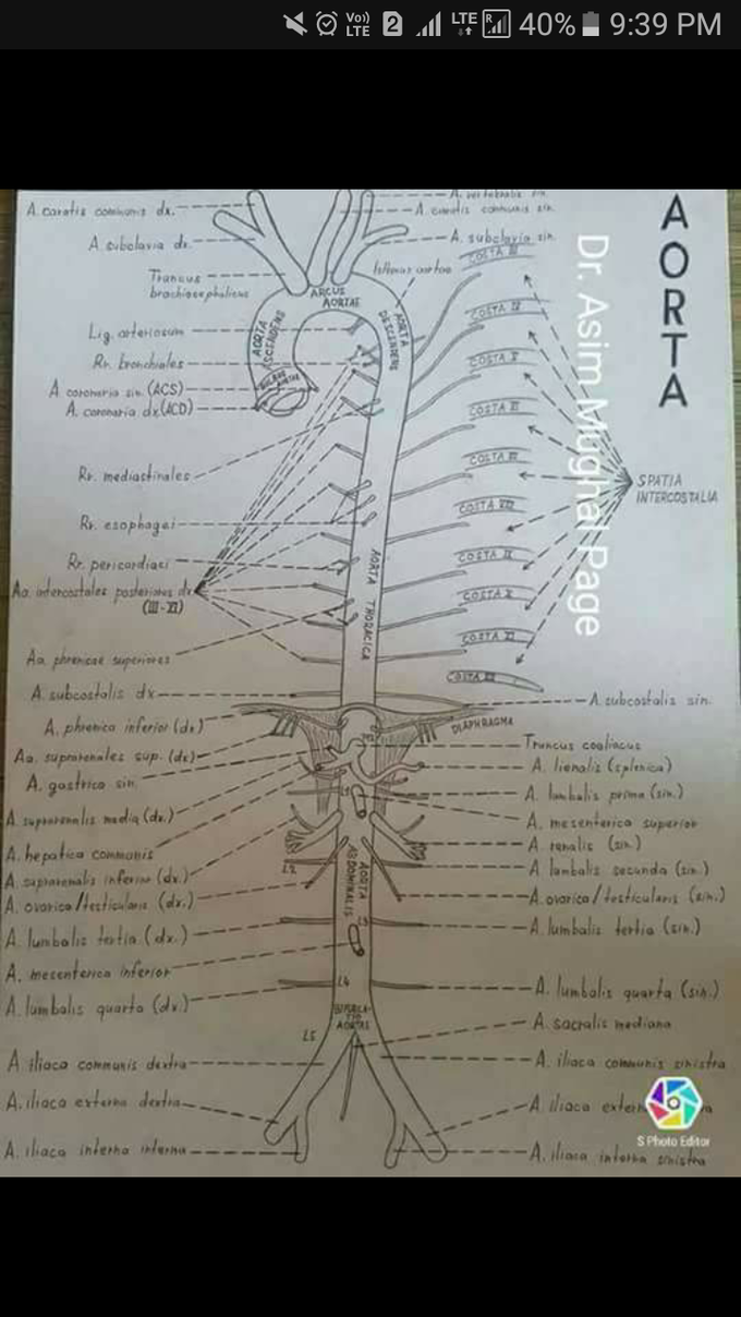 Anatomy time
