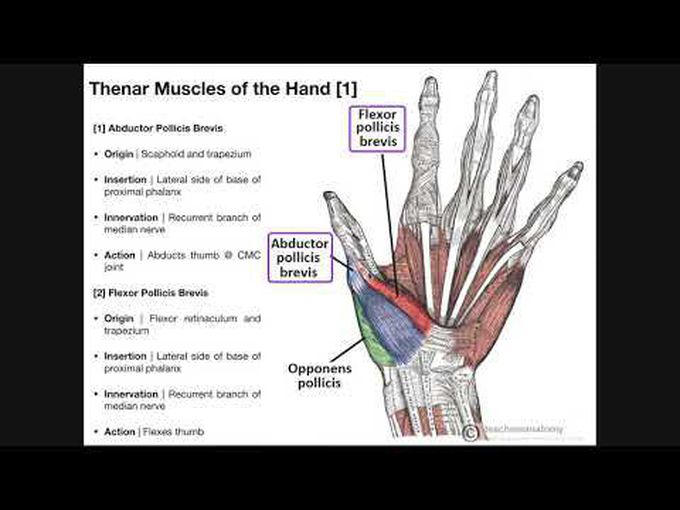 Muscles of the Hand- Thenar Compartment
