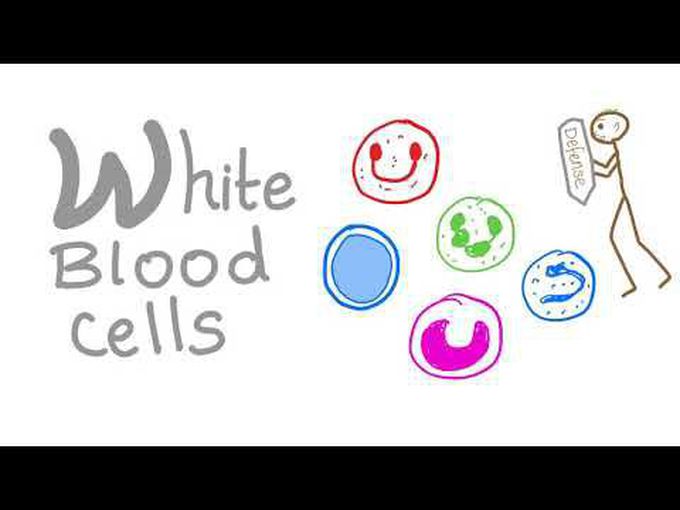 Descriptive histology of Wbcs