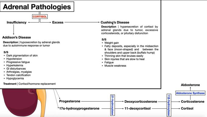 Adrenal glands