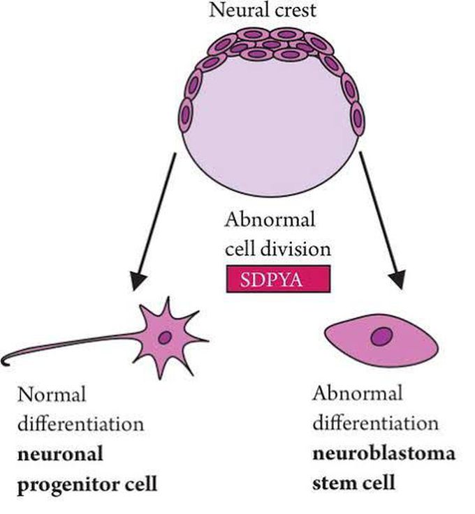 Causes of neuroblastoma (molecular level)