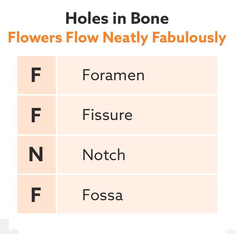 Holes in Bones MEDizzy