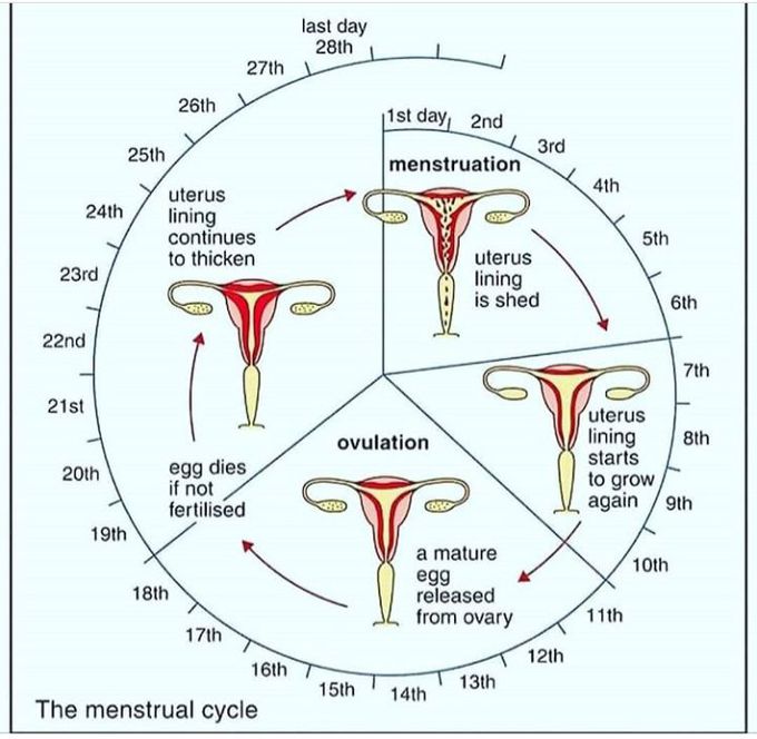 Menstruations cycle