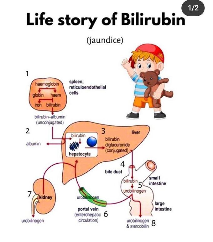 Life story of Bilirubin