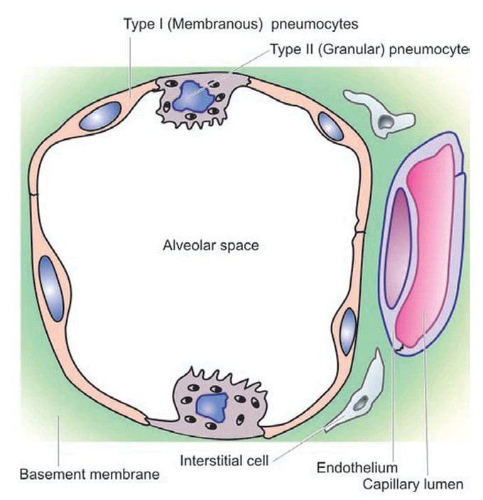 Histologic structure of alveolar wall (alveolar septa).