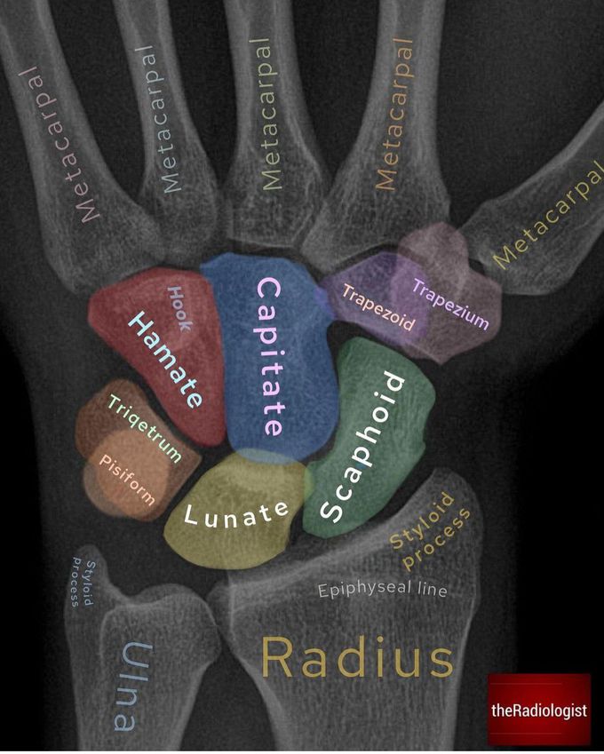 Wrist Anatomy