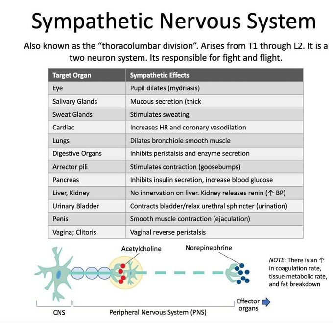 Sympathetic Nervous System