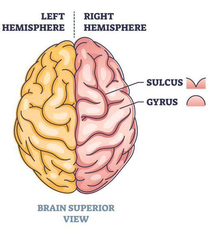 Gyri