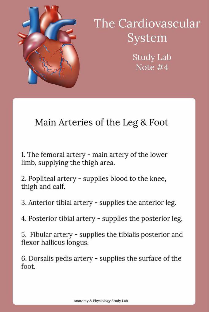 CARDIOVASCULAR SYSTEM