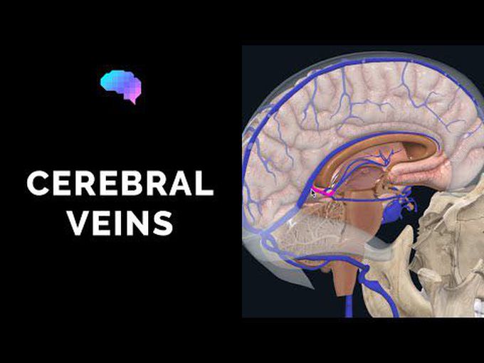 Veins of the Brain- A Tutorial