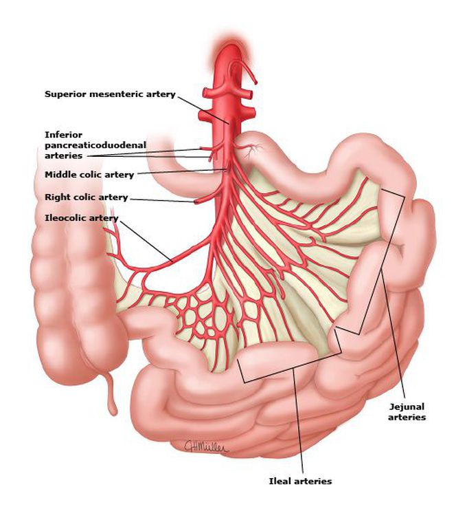 Blood supply of small intestine