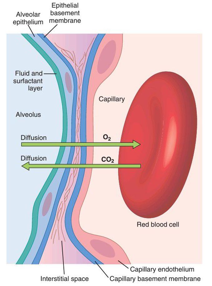 Respiratory membrane