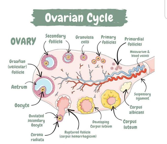 Ovarian cycle