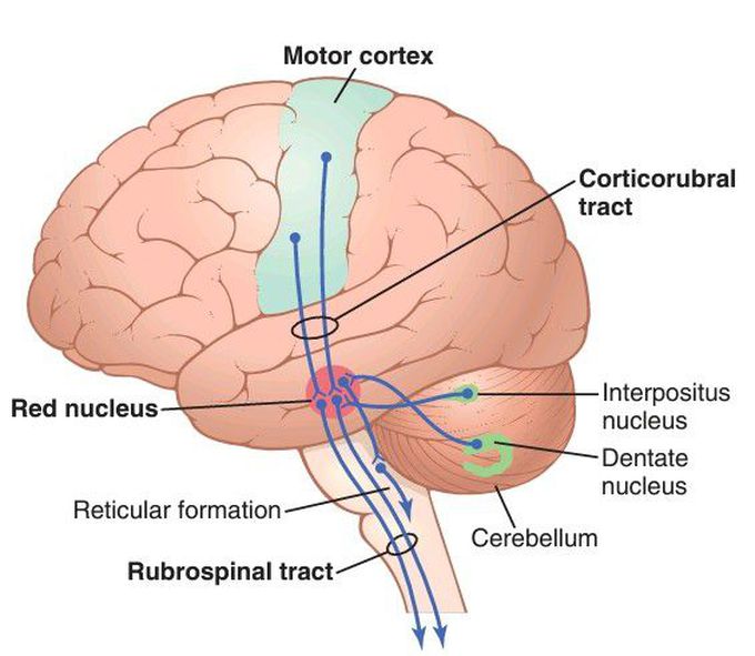 Corticorubrospinal pathway