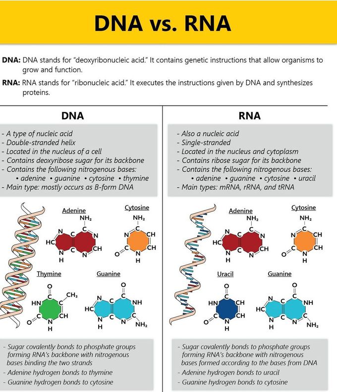 DNA Vs RNA