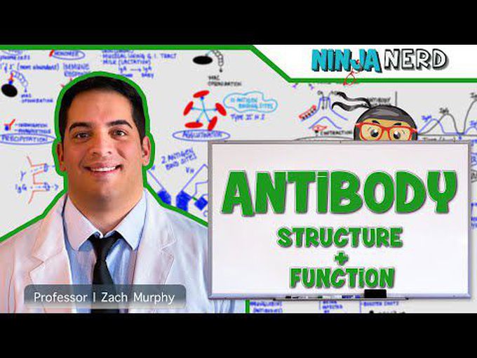 Antibody: Function and structure