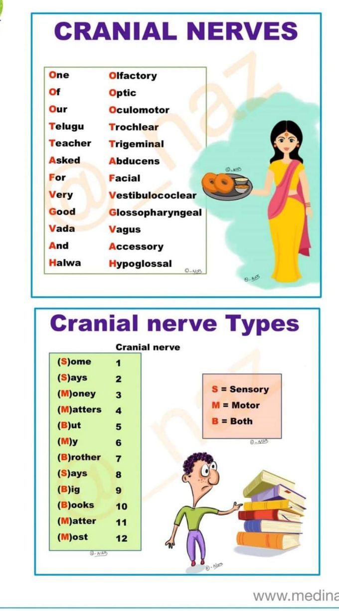 Cranial nerves