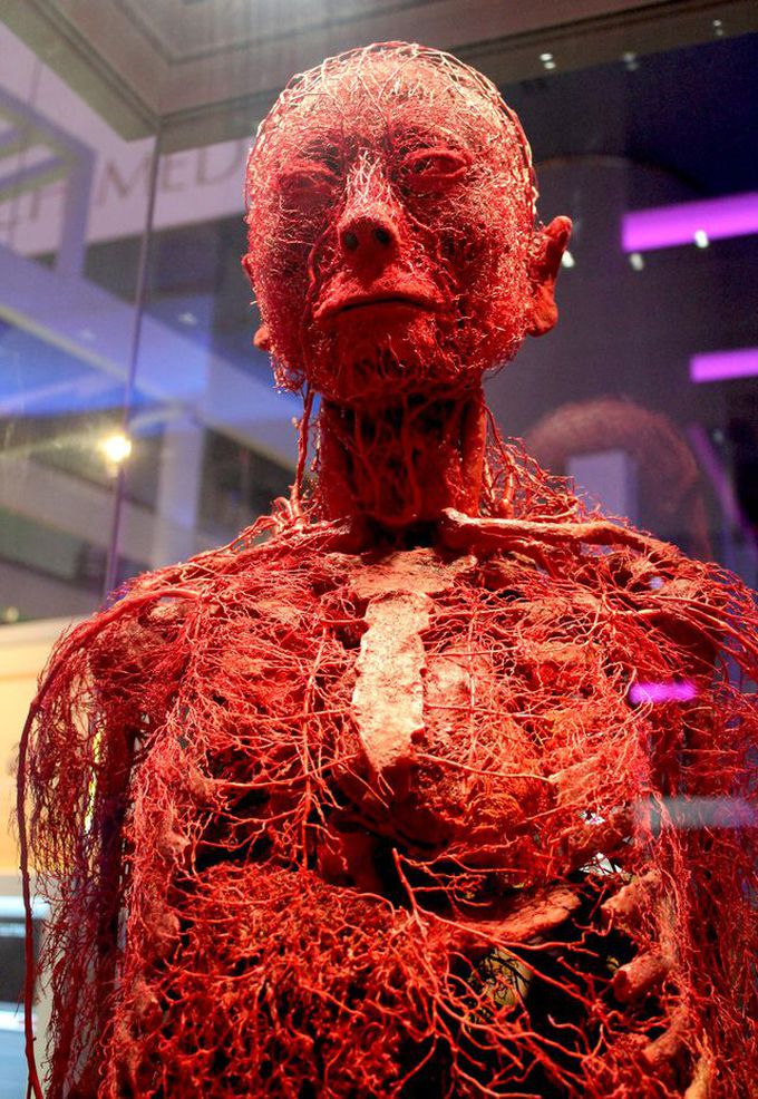 CIRCULATORY SYSTEM