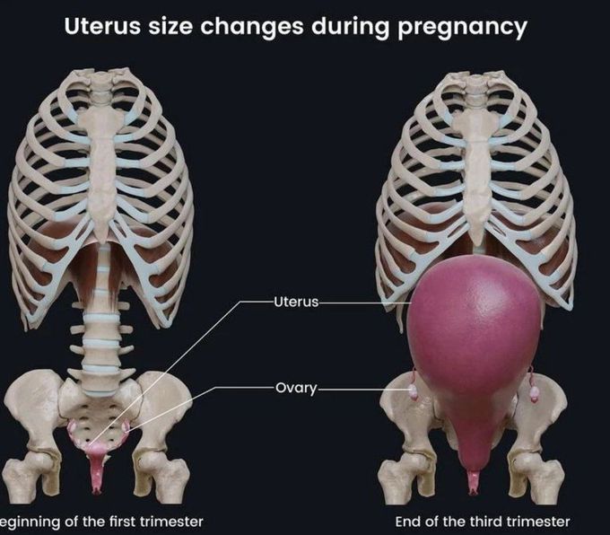 Uterus Changes In Pregnancy