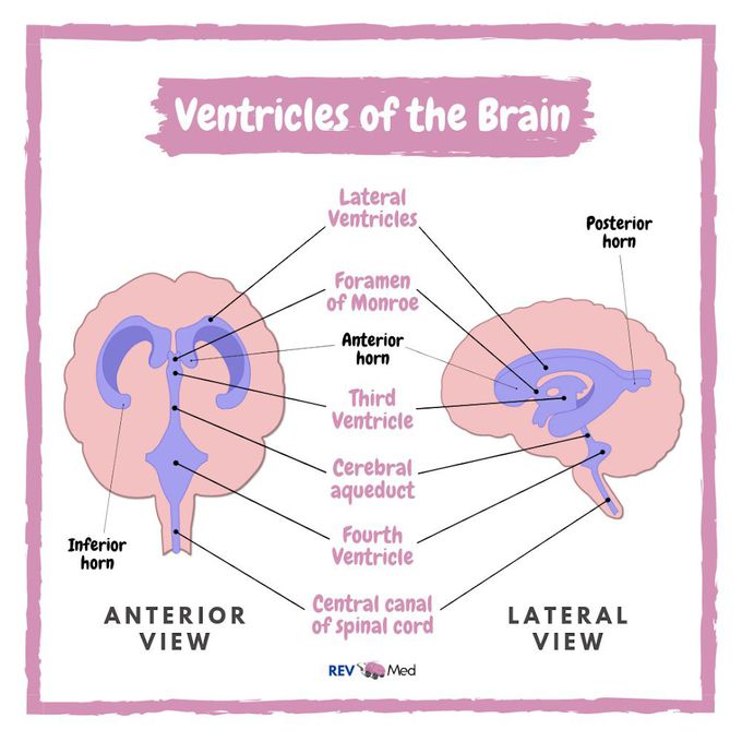 Ventricular System