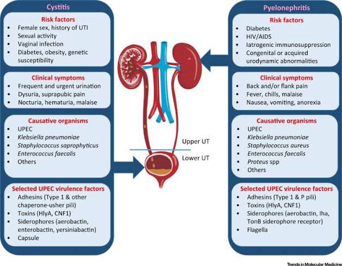 Cystitis and Pyelonephritis