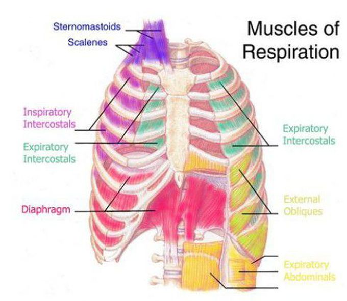 Muscles of respiration