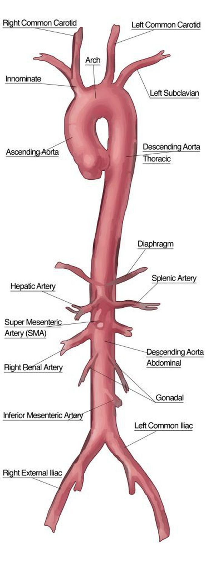 Aorta and its branches