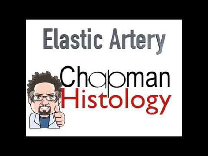 Histology of Elastic Artery