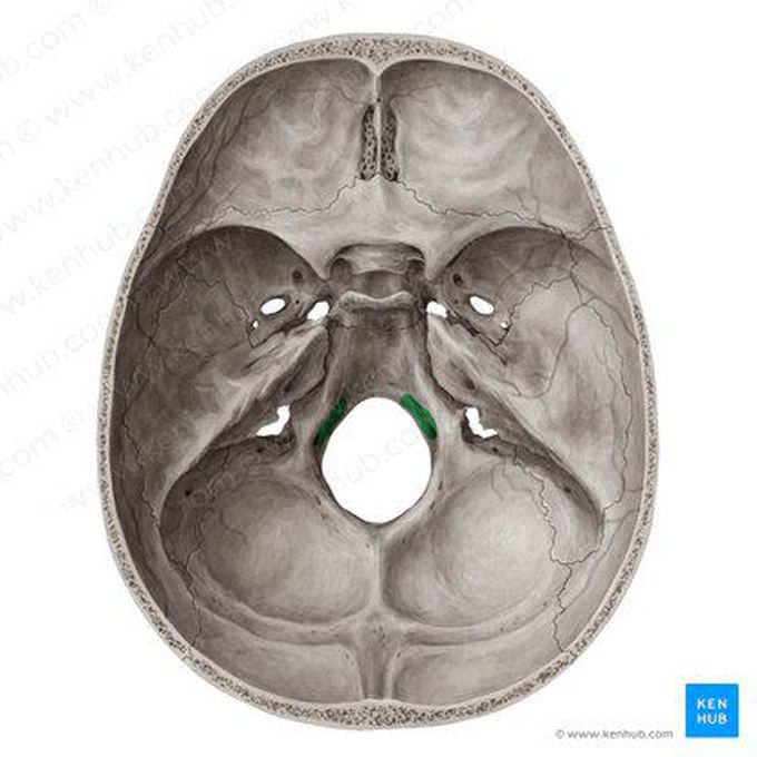 Hypoglossal canal