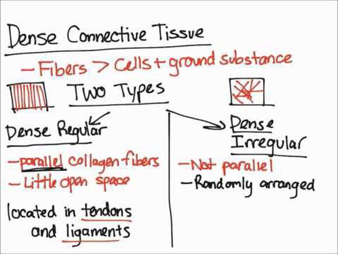 Dense Connective Tissue and its types-II