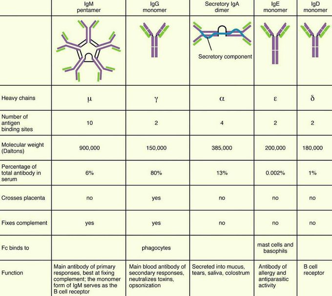 The five primary classes of immunoglobulins are IgM, IgG, IgA, IgE and IgD