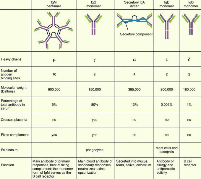 The Five Primary Classes Of Immunoglobulins Are IgM IgG MEDizzy