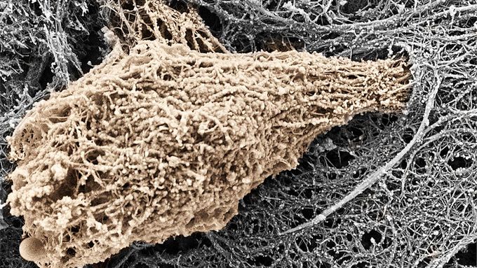 White blood cells