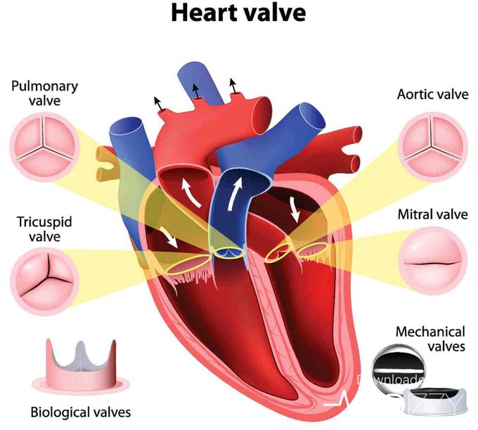 Heart valve