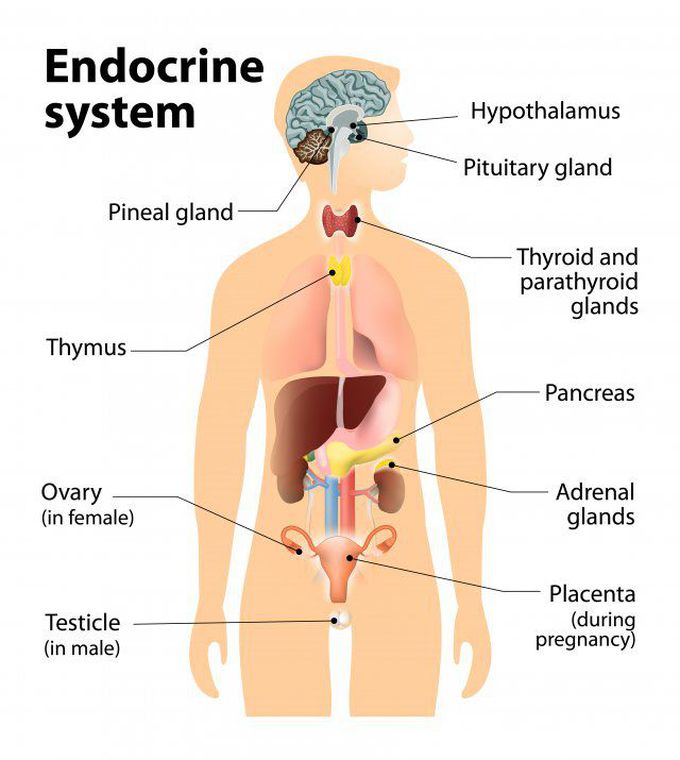 Endocrine System